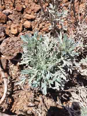 Cape verde sagebrush(Artemisia gorgonum)