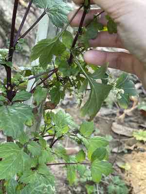 White mugwort(Artemisia lactiflora)