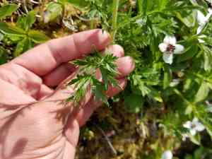 Boreal sagewort(Artemisia norvegica)