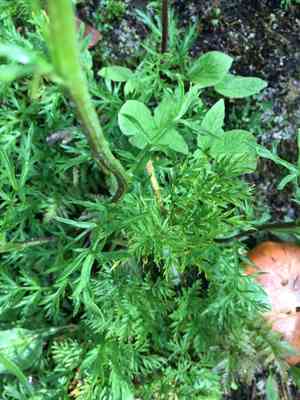 Boreal sagewort(Artemisia norvegica)
