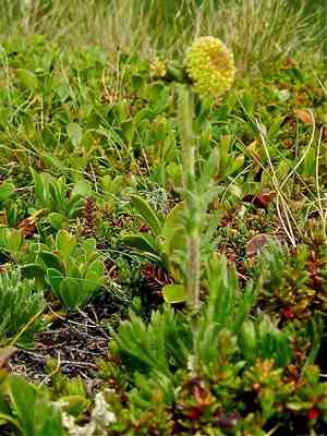 Boreal sagewort(Artemisia norvegica)
