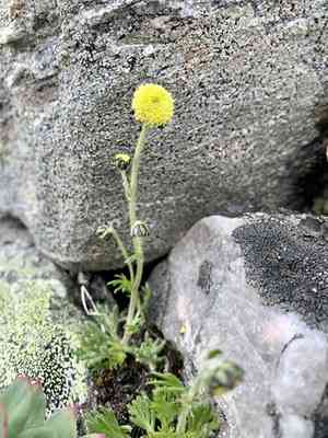 Boreal sagewort(Artemisia norvegica)