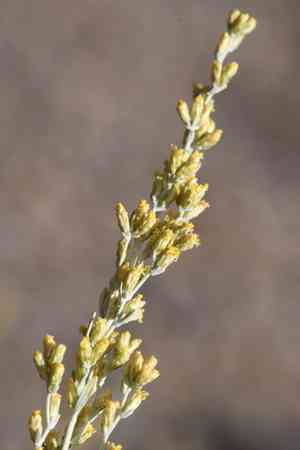 Black sagebrush(Artemisia nova)