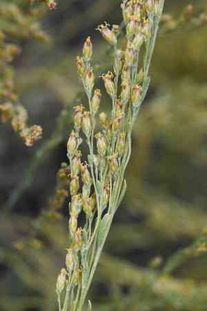Black sagebrush(Artemisia nova)