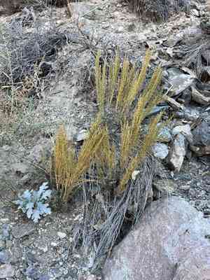 Black sagebrush(Artemisia nova)
