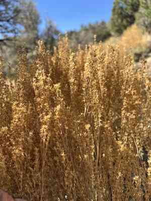 Black sagebrush(Artemisia nova)