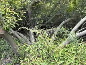 San diego sagewort(Artemisia palmeri)