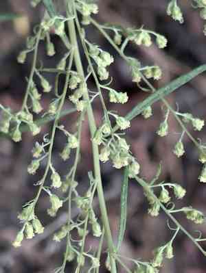San diego sagewort(Artemisia palmeri)