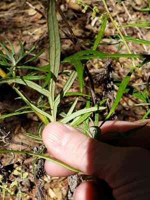 San diego sagewort(Artemisia palmeri)