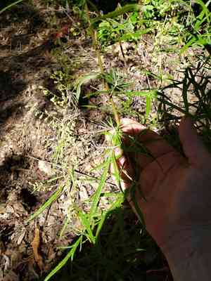 San diego sagewort(Artemisia palmeri)