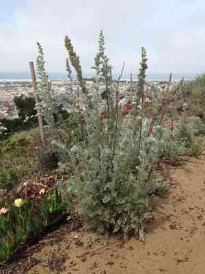 Beach wormwood(Artemisia pycnocephala)