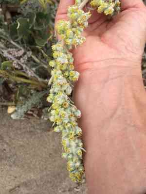 Beach wormwood(Artemisia pycnocephala)