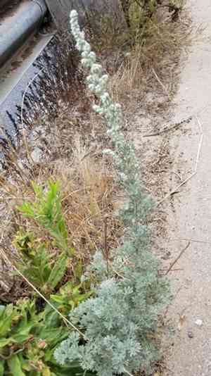 Beach wormwood(Artemisia pycnocephala)