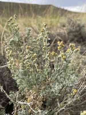 Timberline sagebrush(Artemisia rothrockii)