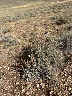 Timberline sagebrush(Artemisia rothrockii)