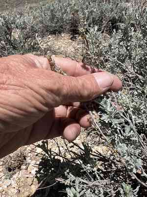 Timberline sagebrush(Artemisia rothrockii)
