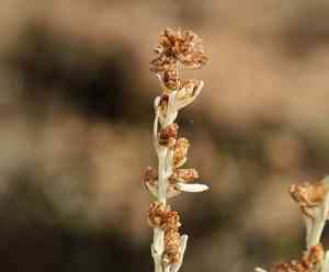 Timberline sagebrush(Artemisia rothrockii)