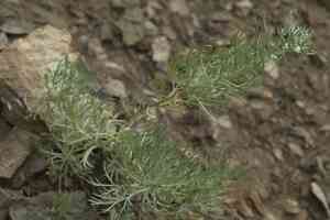 Silver mound(Artemisia schmidtiana)