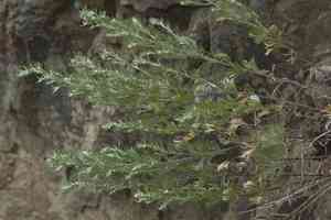 Silver mound(Artemisia schmidtiana)