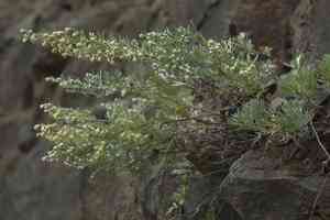 Silver mound(Artemisia schmidtiana)