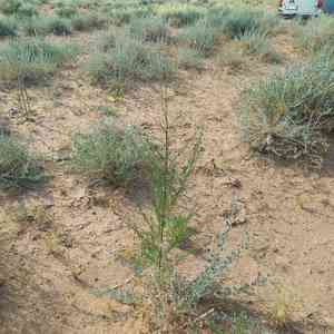 Redstem wormwood(Artemisia scoparia)