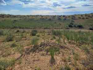 Redstem wormwood(Artemisia scoparia)