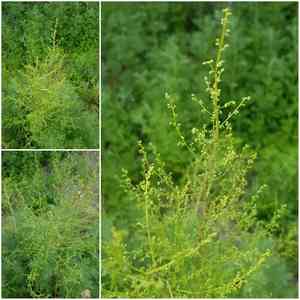 Redstem wormwood(Artemisia scoparia)