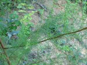 Redstem wormwood(Artemisia scoparia)