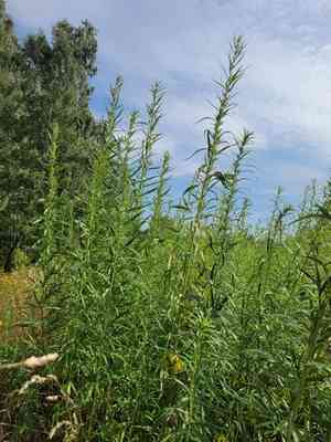 Chinese mugwort(Artemisia selengensis)