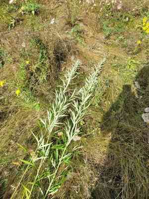 Chinese mugwort(Artemisia selengensis)