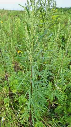 Chinese mugwort(Artemisia selengensis)