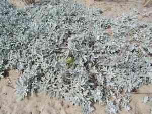 Hoary mugwort(Artemisia stelleriana)