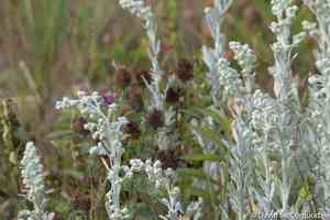 Hoary mugwort(Artemisia stelleriana)