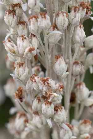 Hoary mugwort(Artemisia stelleriana)