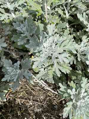 Hoary mugwort(Artemisia stelleriana)