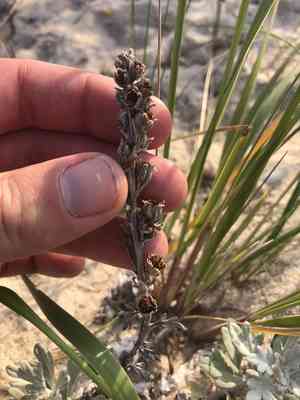 Hoary mugwort(Artemisia stelleriana)
