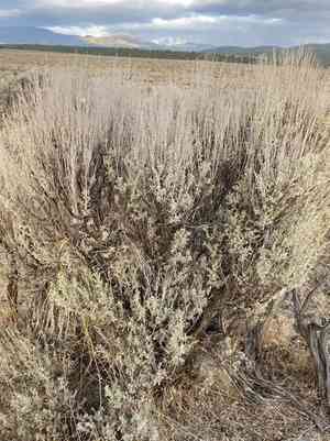 Big sagebrush(Artemisia tridentata)