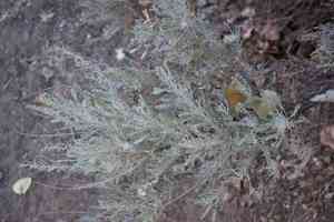 Big sagebrush(Artemisia tridentata)