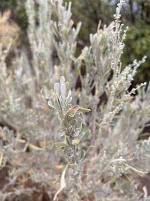 Big sagebrush(Artemisia tridentata)