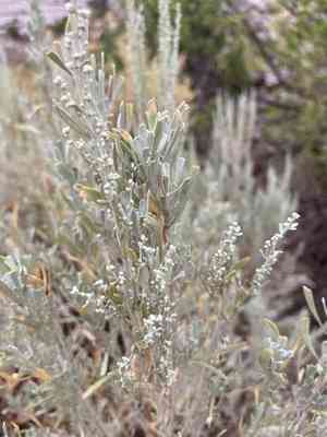 Big sagebrush(Artemisia tridentata)