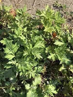 Common mugwort(Artemisia vulgaris)
