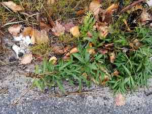 Common mugwort(Artemisia vulgaris)