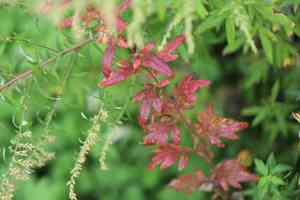Common mugwort(Artemisia vulgaris)