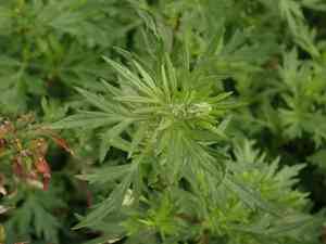 Common mugwort(Artemisia vulgaris)