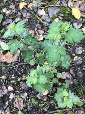 Common mugwort(Artemisia vulgaris)