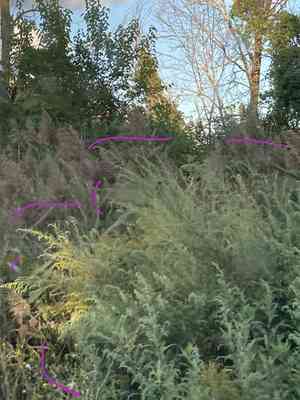Mugworts (Artemisia)(Artemisia)