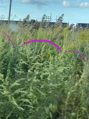 Mugworts (Artemisia)(Artemisia)