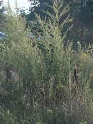 Mugworts (Artemisia)(Artemisia)