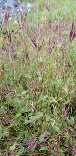 Small carpetgrass(Arthraxon hispidus)