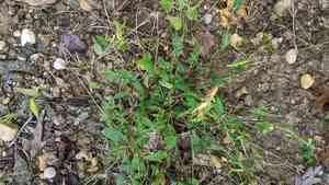 Small carpetgrass(Arthraxon hispidus)